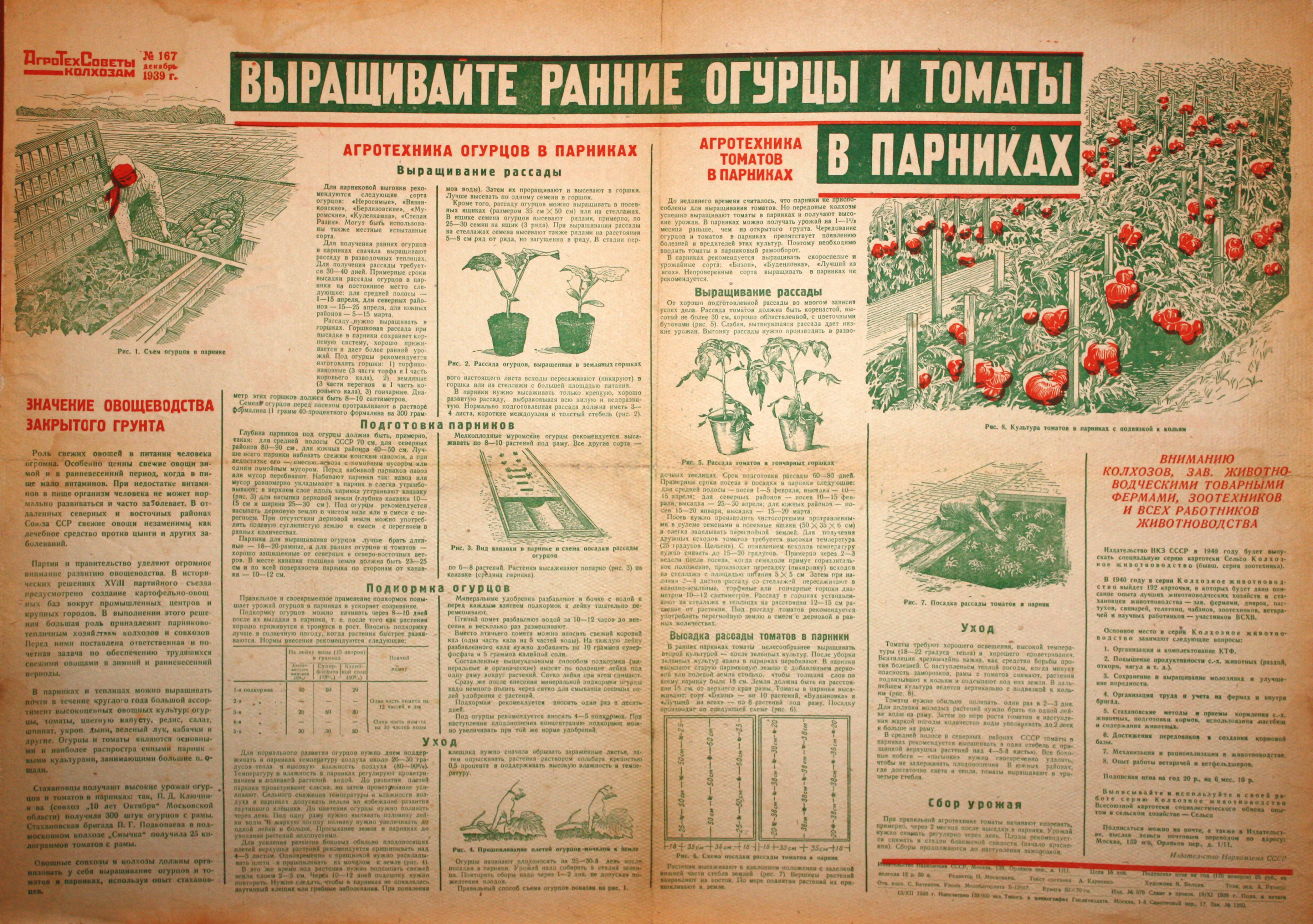 Выращивайте ранние огурцы и томаты в парниках. № 167, дек.