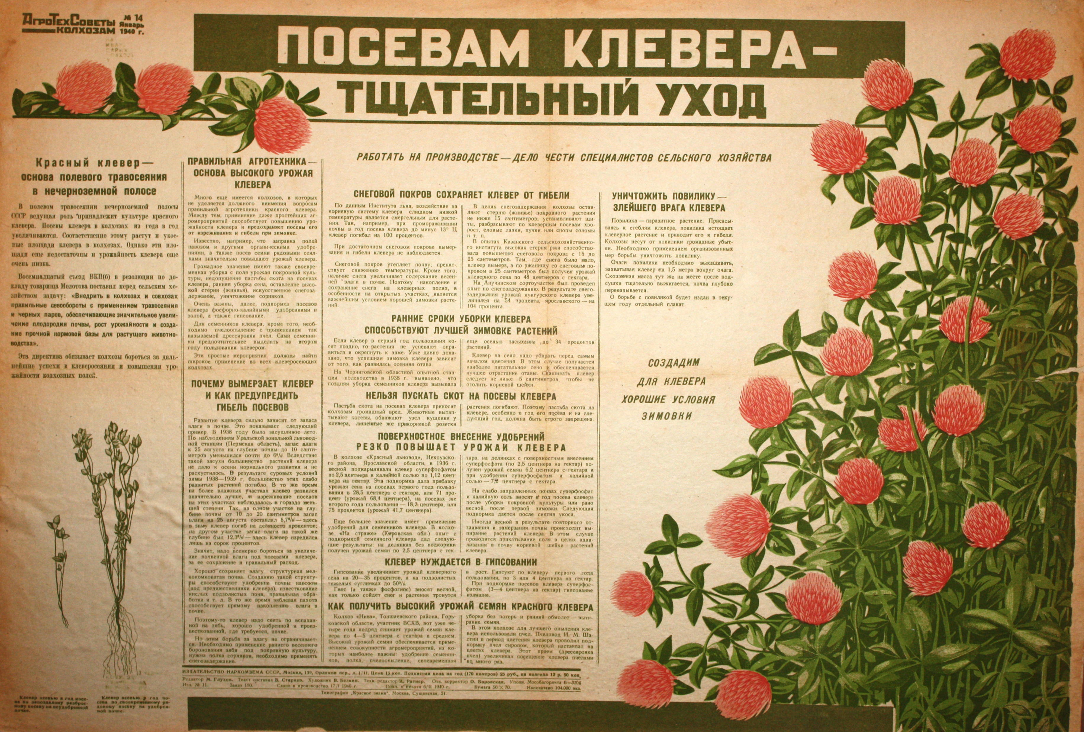 Посевам клевера - тщательный уход. № 14, январь.