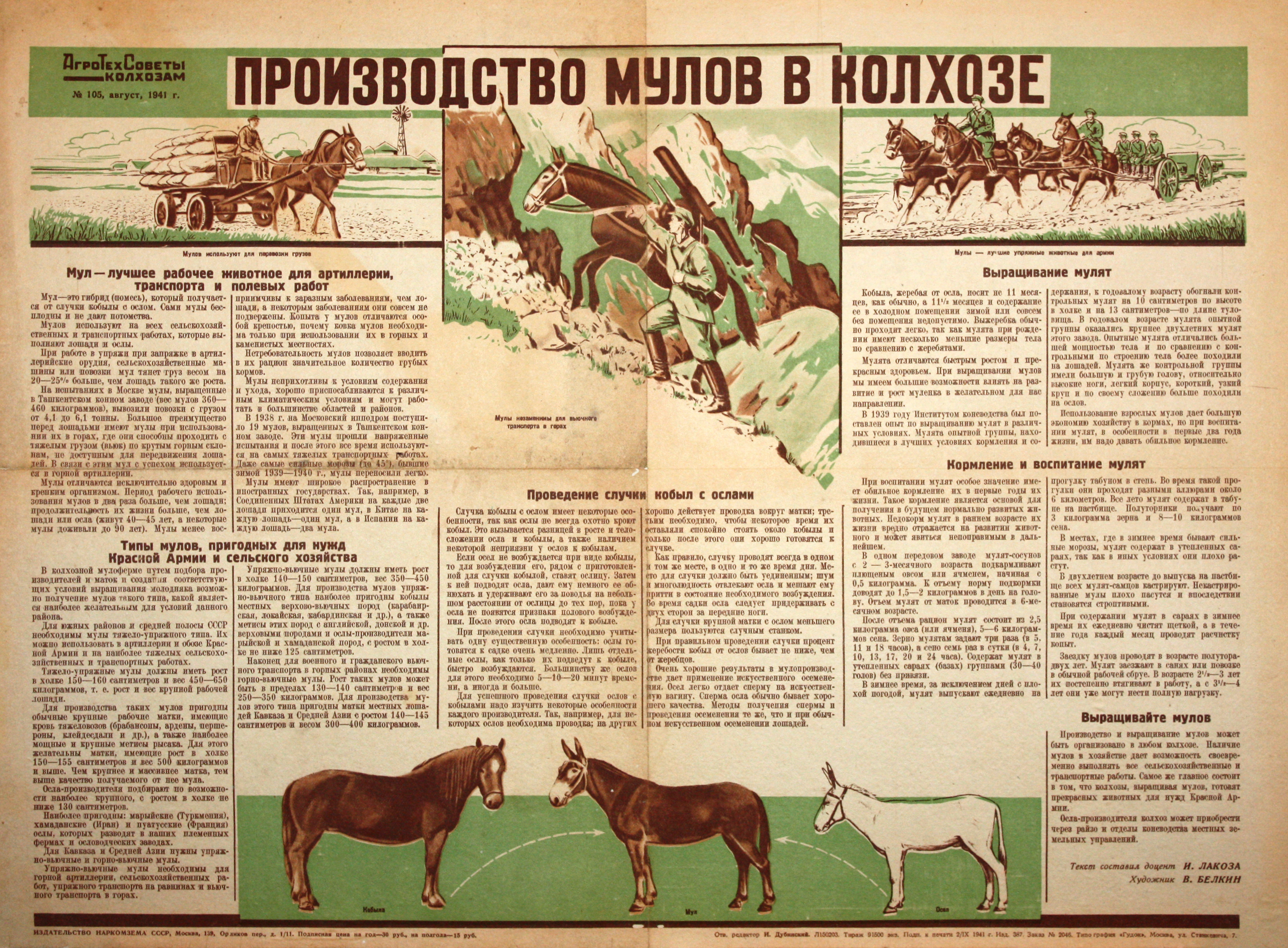 Производство мулов в колхозе. № 105, август.