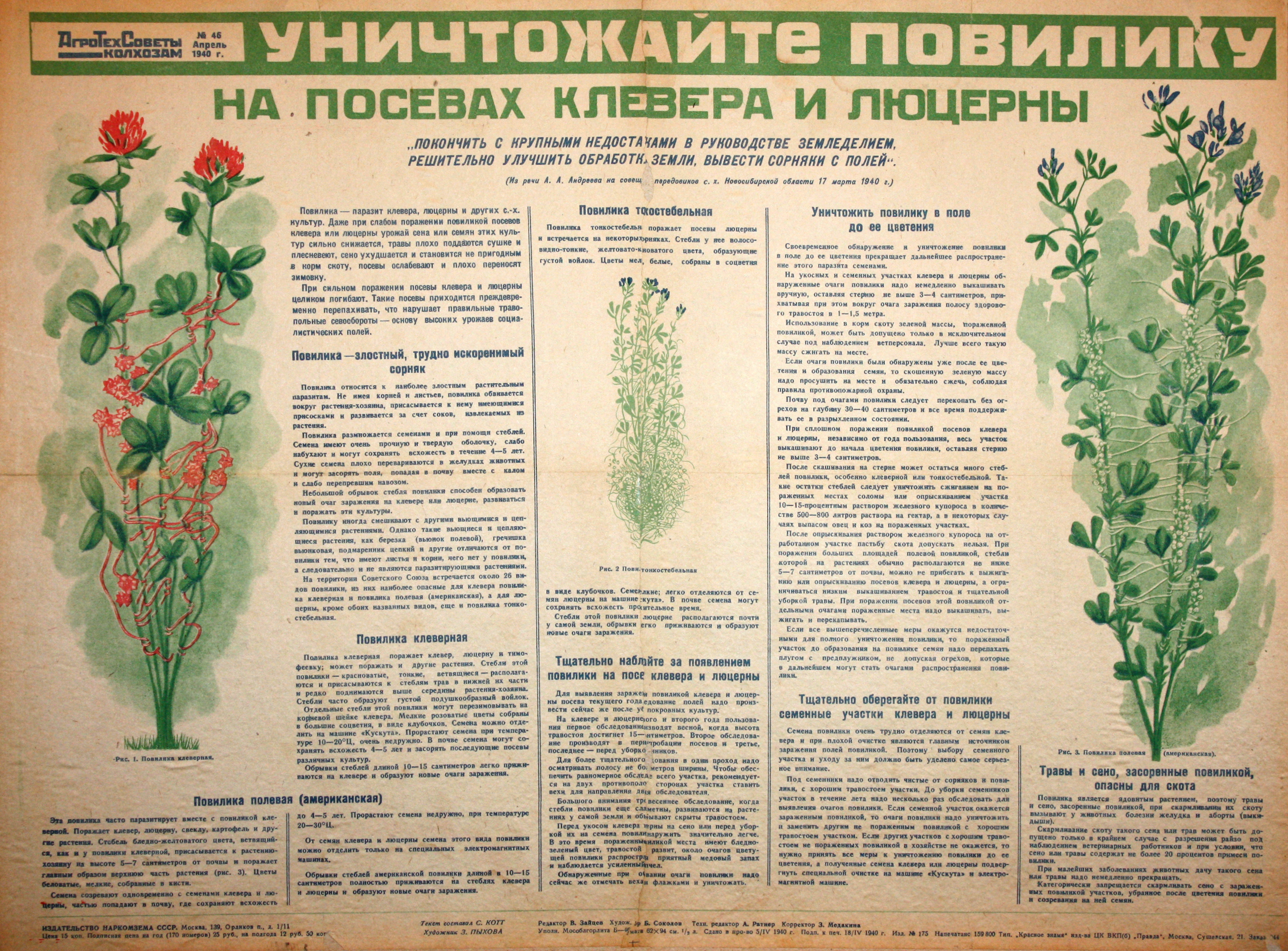 Уничтожайте повилику на посевах клевера и люцерны. № 45, апр.