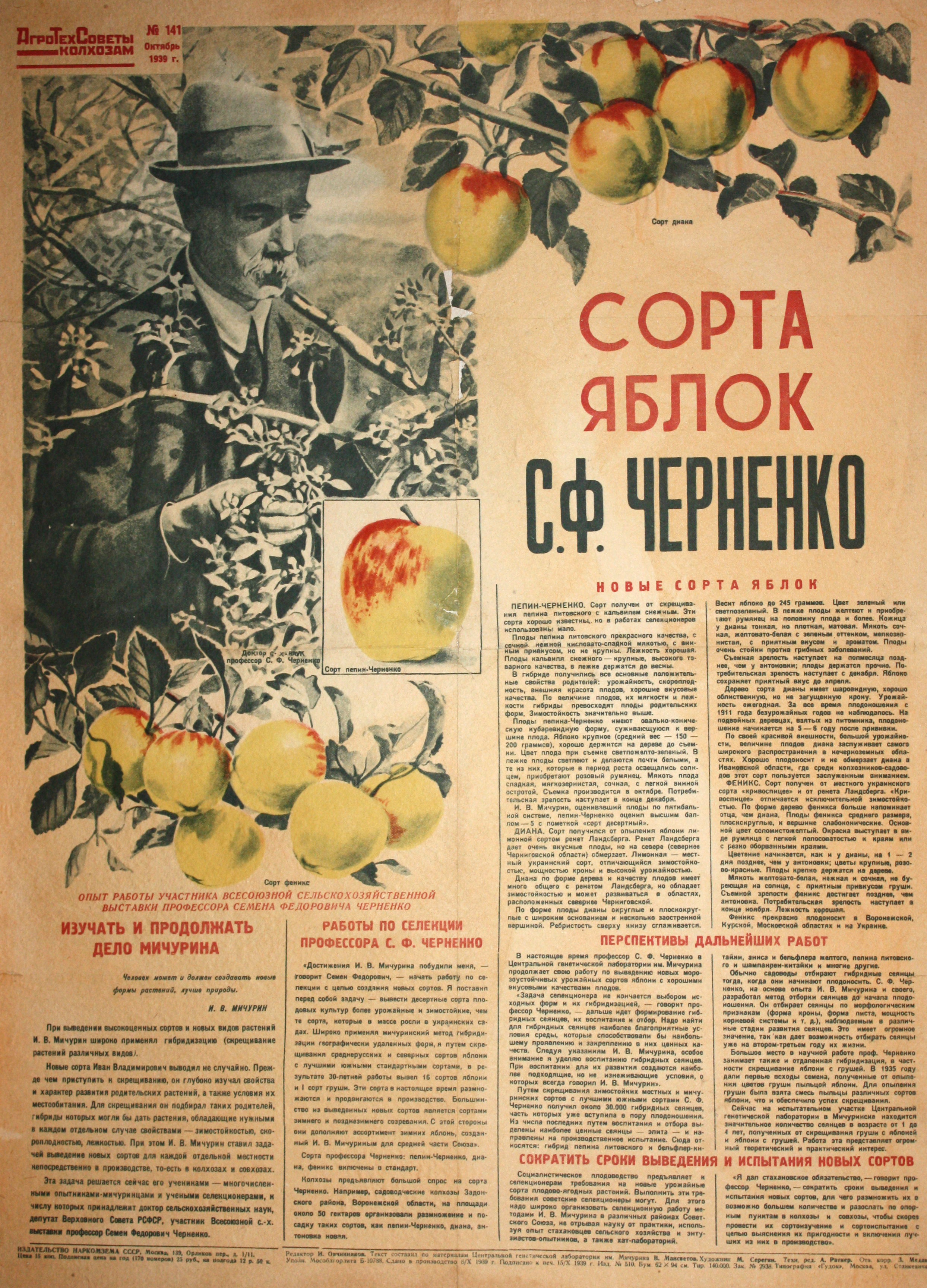 Сорта яблок С.Ф. Черненко. № 141, окт.