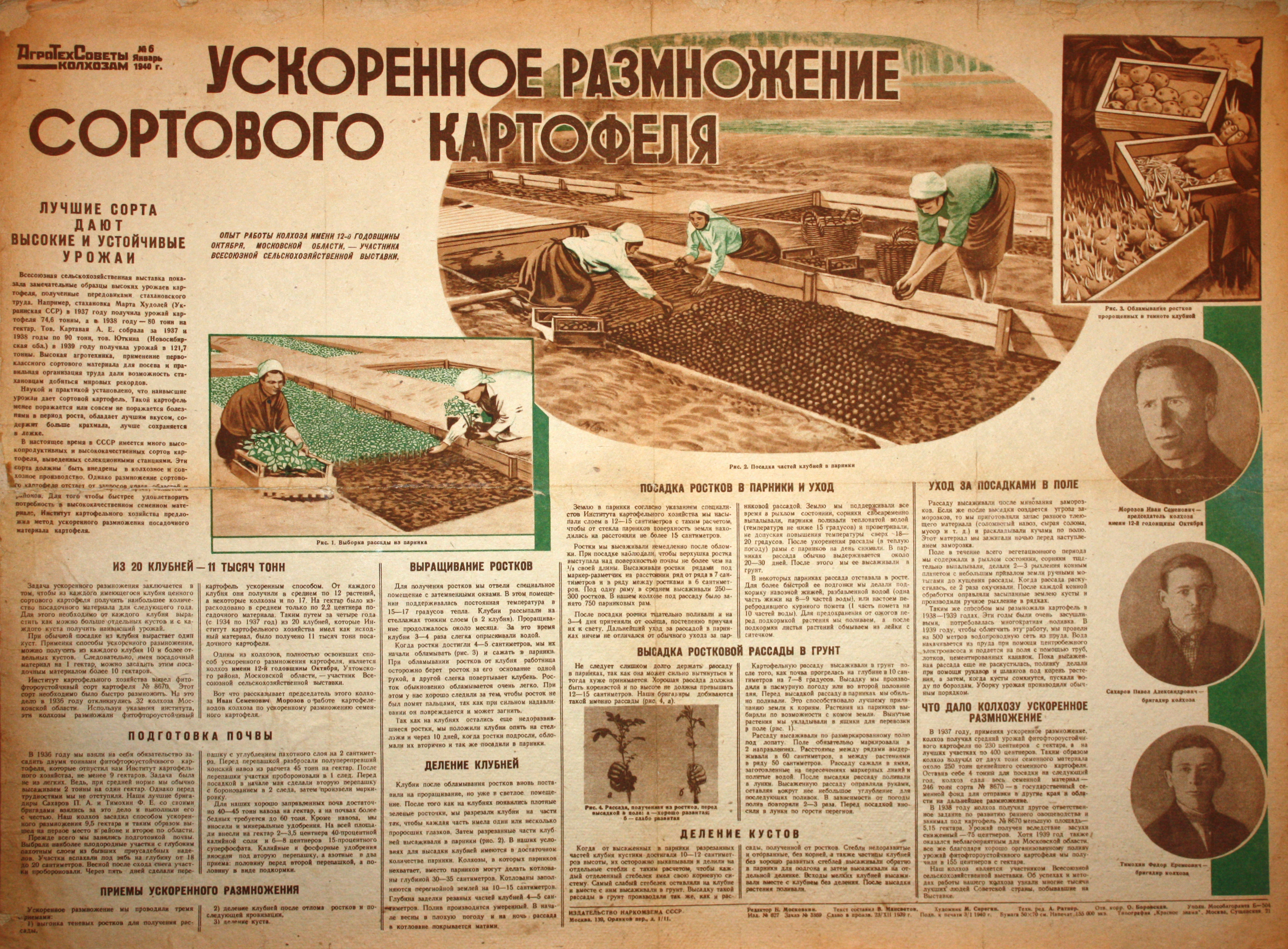 Ускоренное размножение сортового картофеля. № 6, янв.