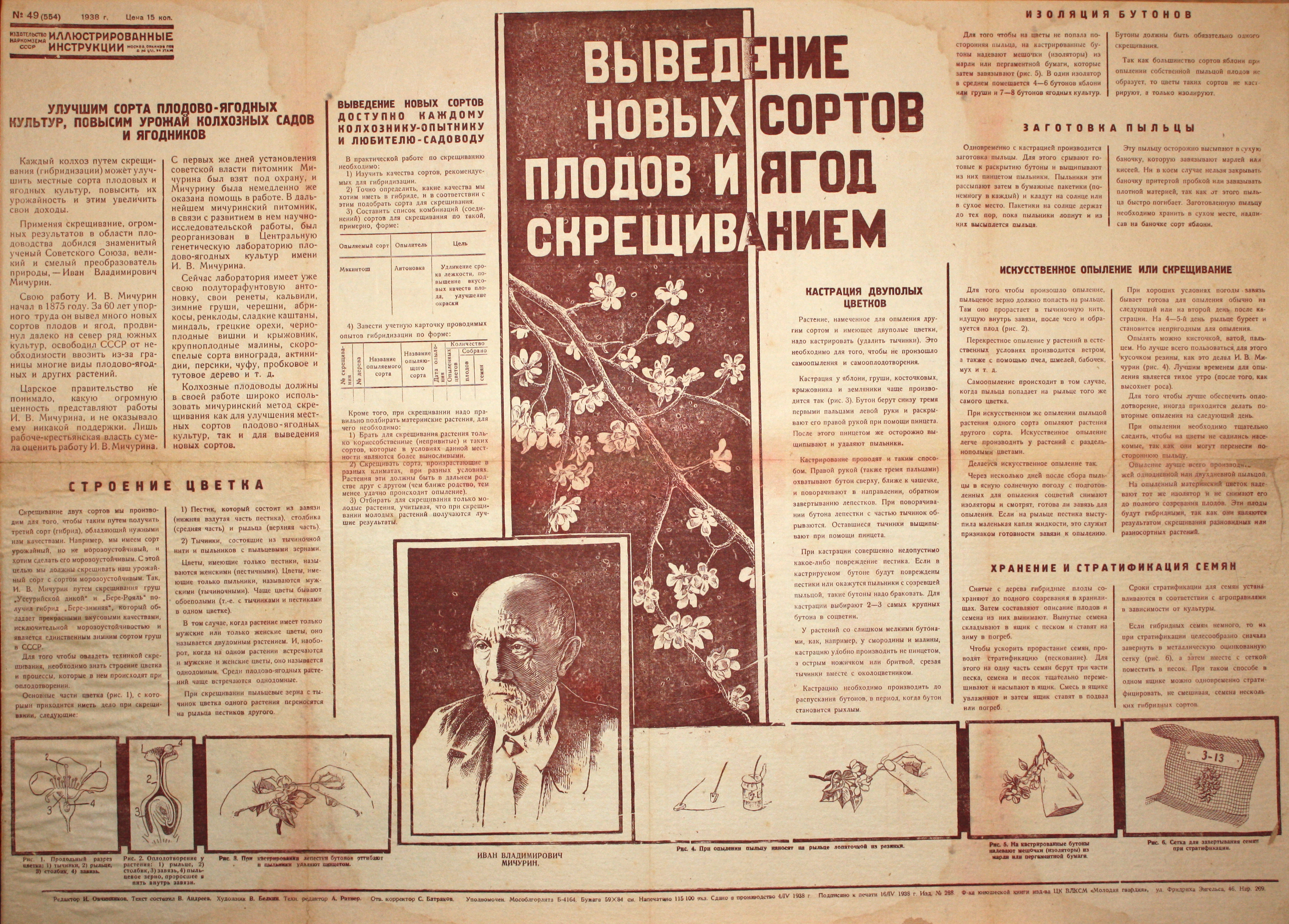 Выведение новых сортов плодов и ягод скрещиванием. № 49(534).