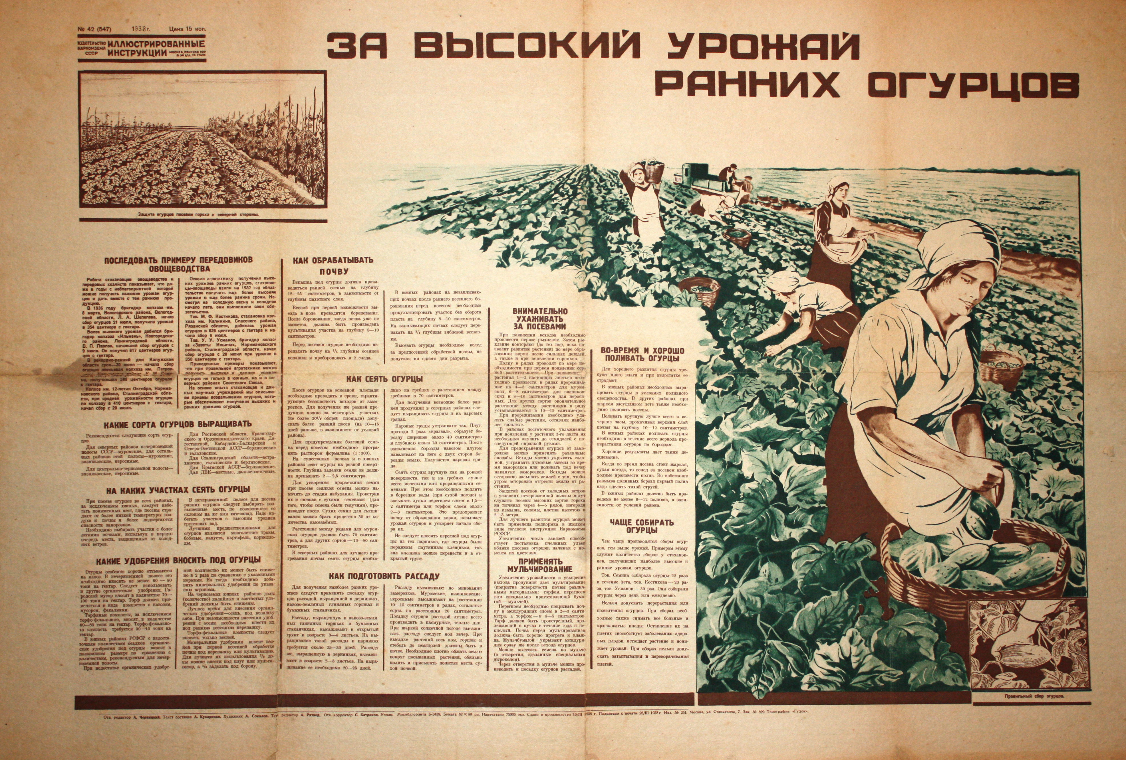 За высокий урожай ранних огурцов. № 42(547).