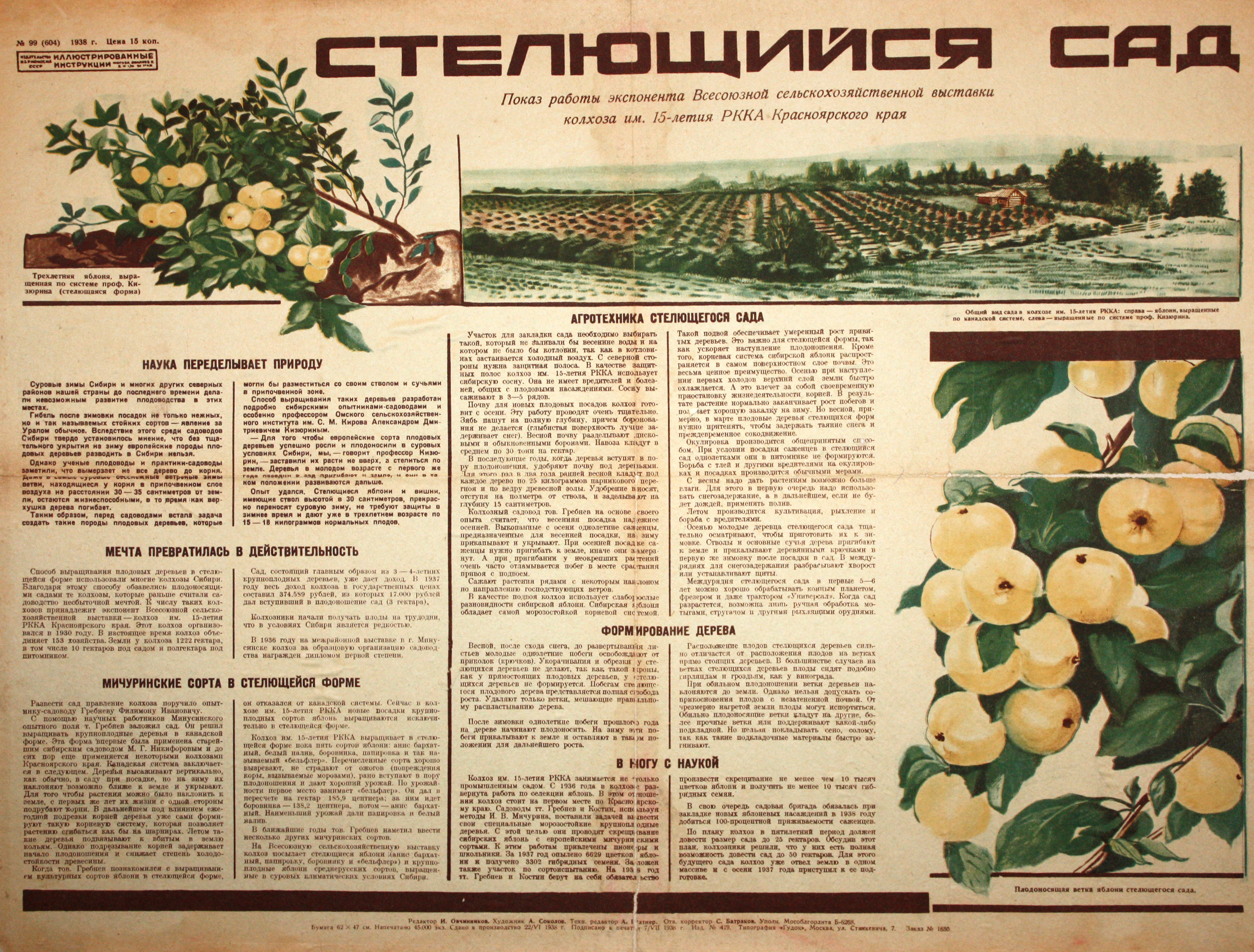 Стелющийся сад. № 99(604).