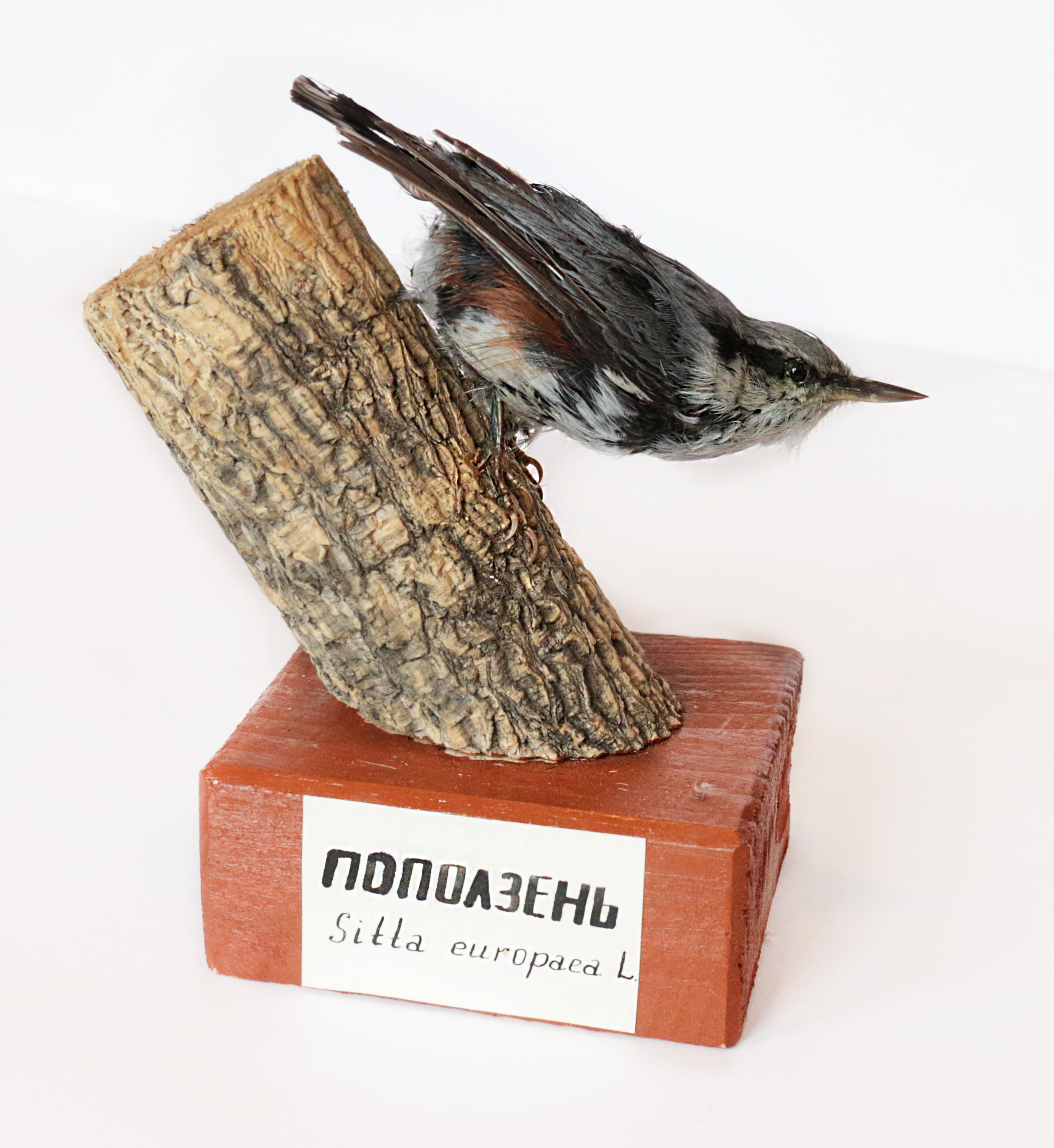 Чучело. Поползень (Sitta europaea L)
