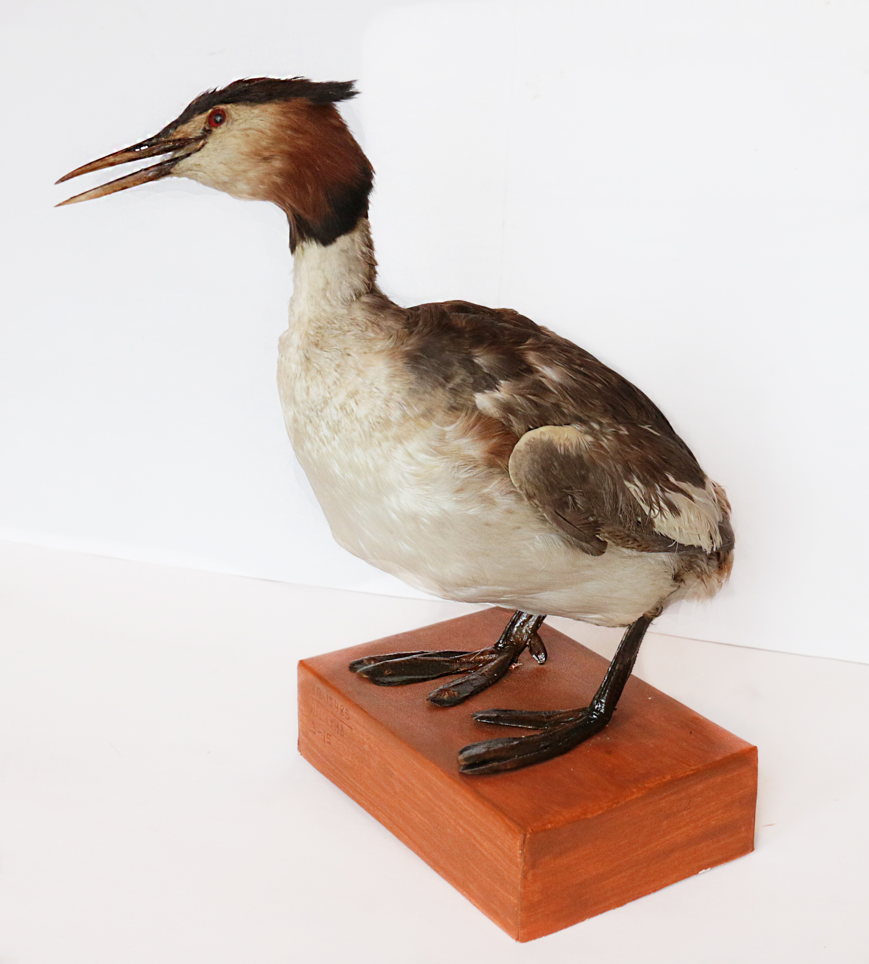 Чучело. Чомга ( Podiceps cristatus L)