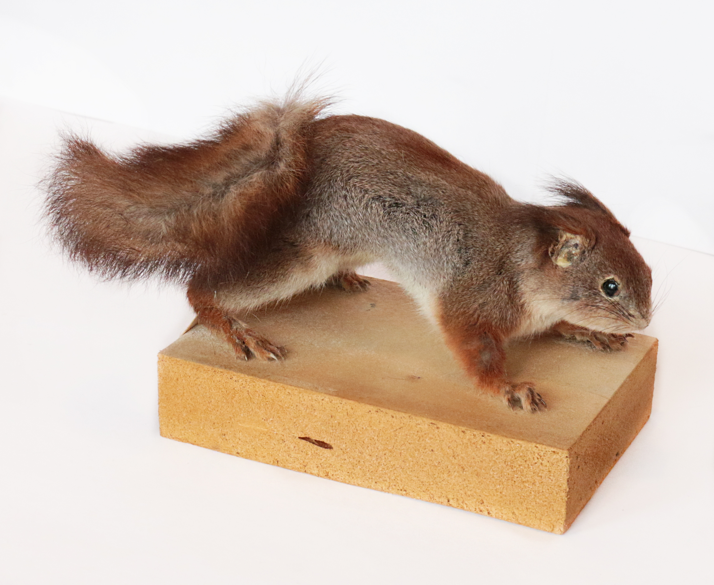 Чучело. Белка в зимнем меху (Sciurus onlgaris L)