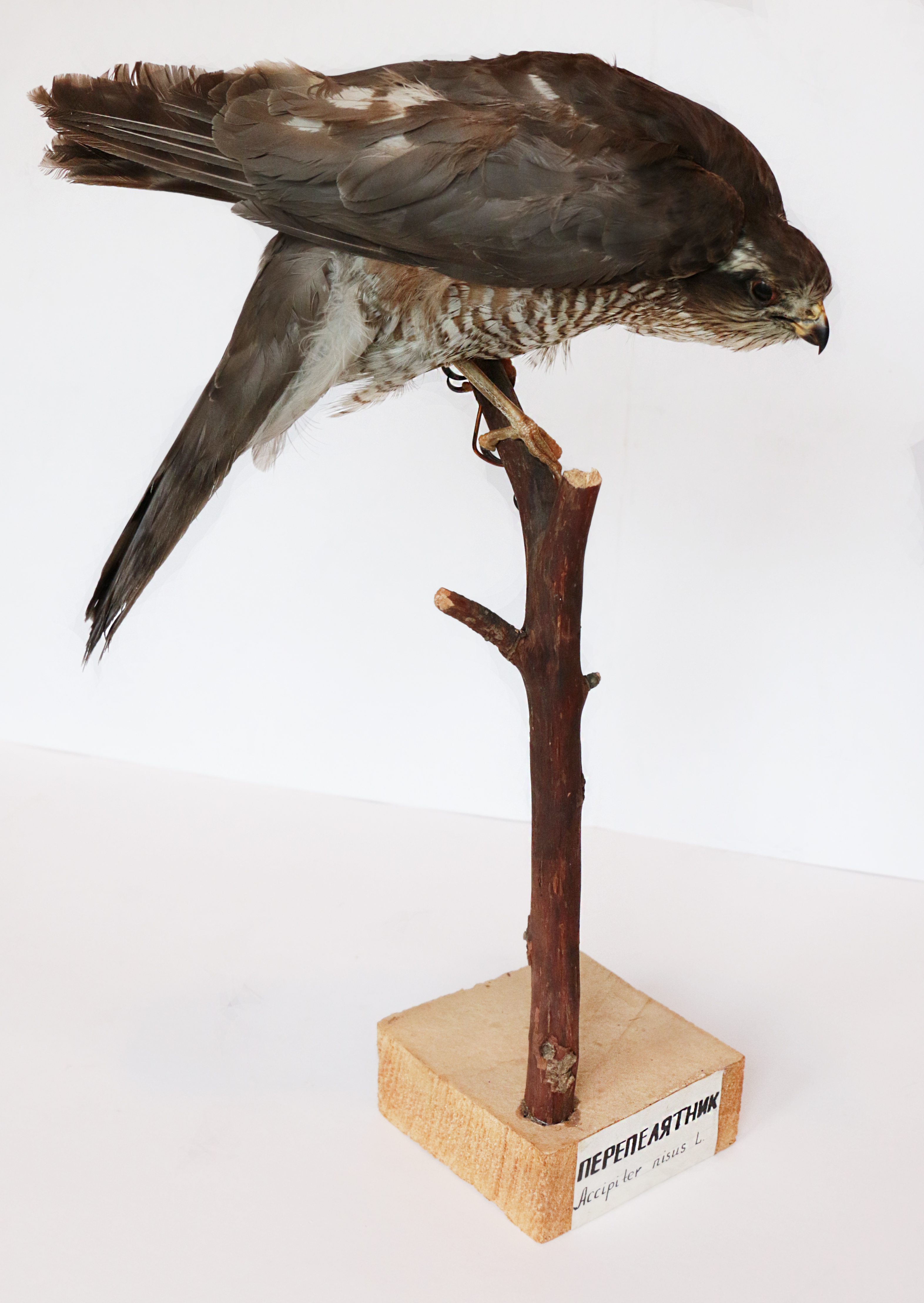 Чучело. Ястреб-перепелятник, взрослый (Accipiter nisus L).