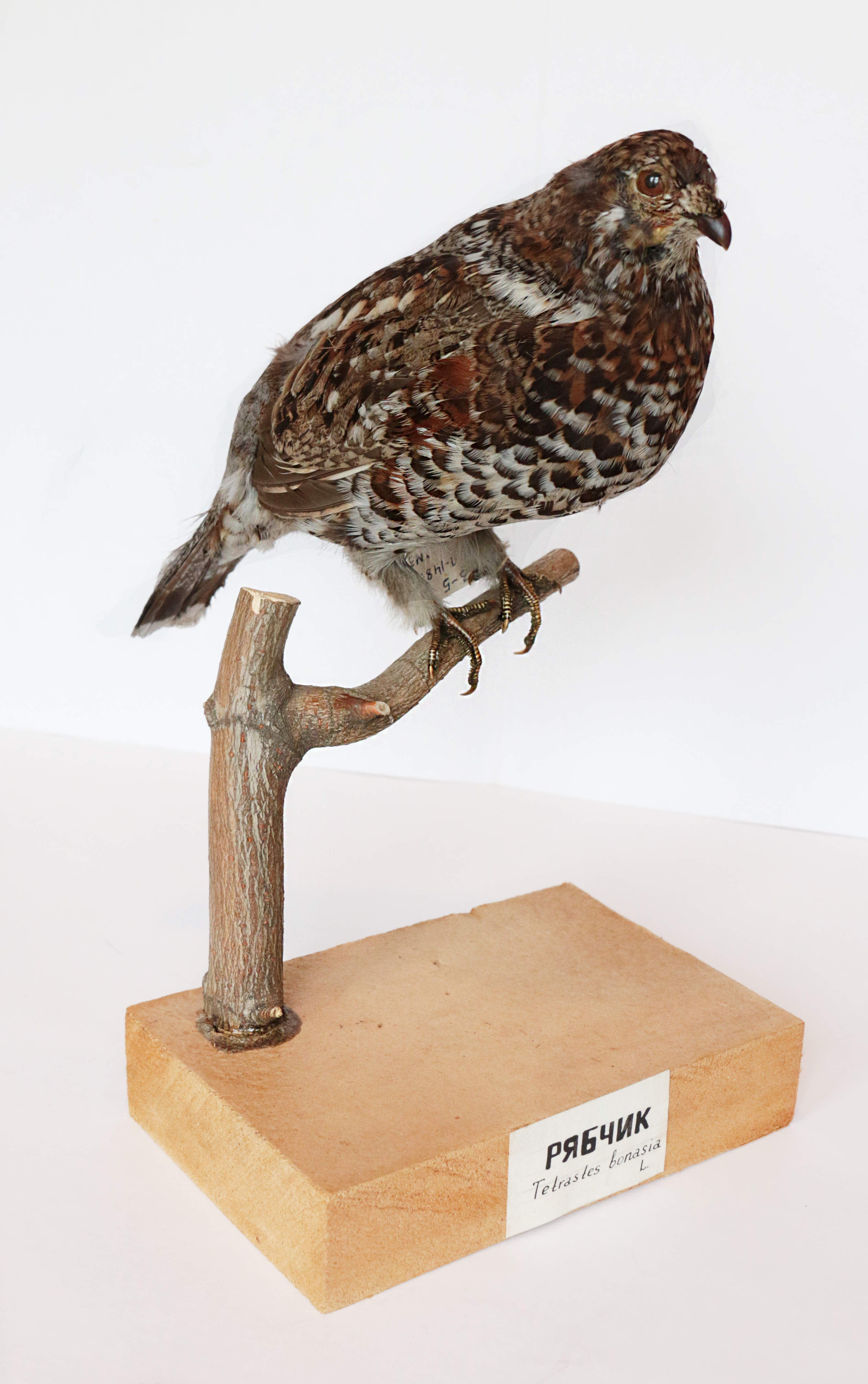 Чучело. Рябчик, самка (Tetrastes bonasia L)