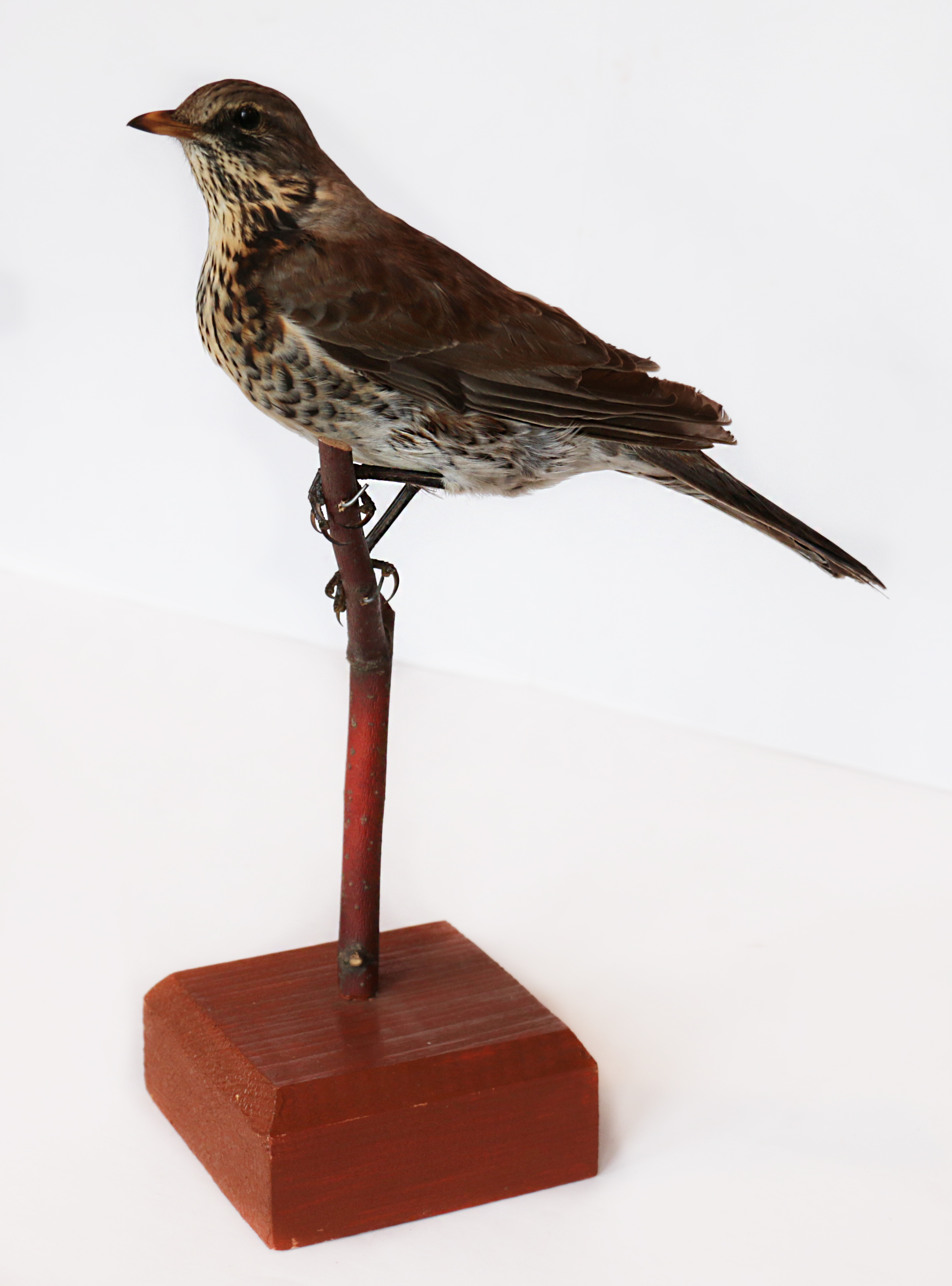 Чучело. Обыкновенная овсянка. Самец (Emberiza citrinella L)