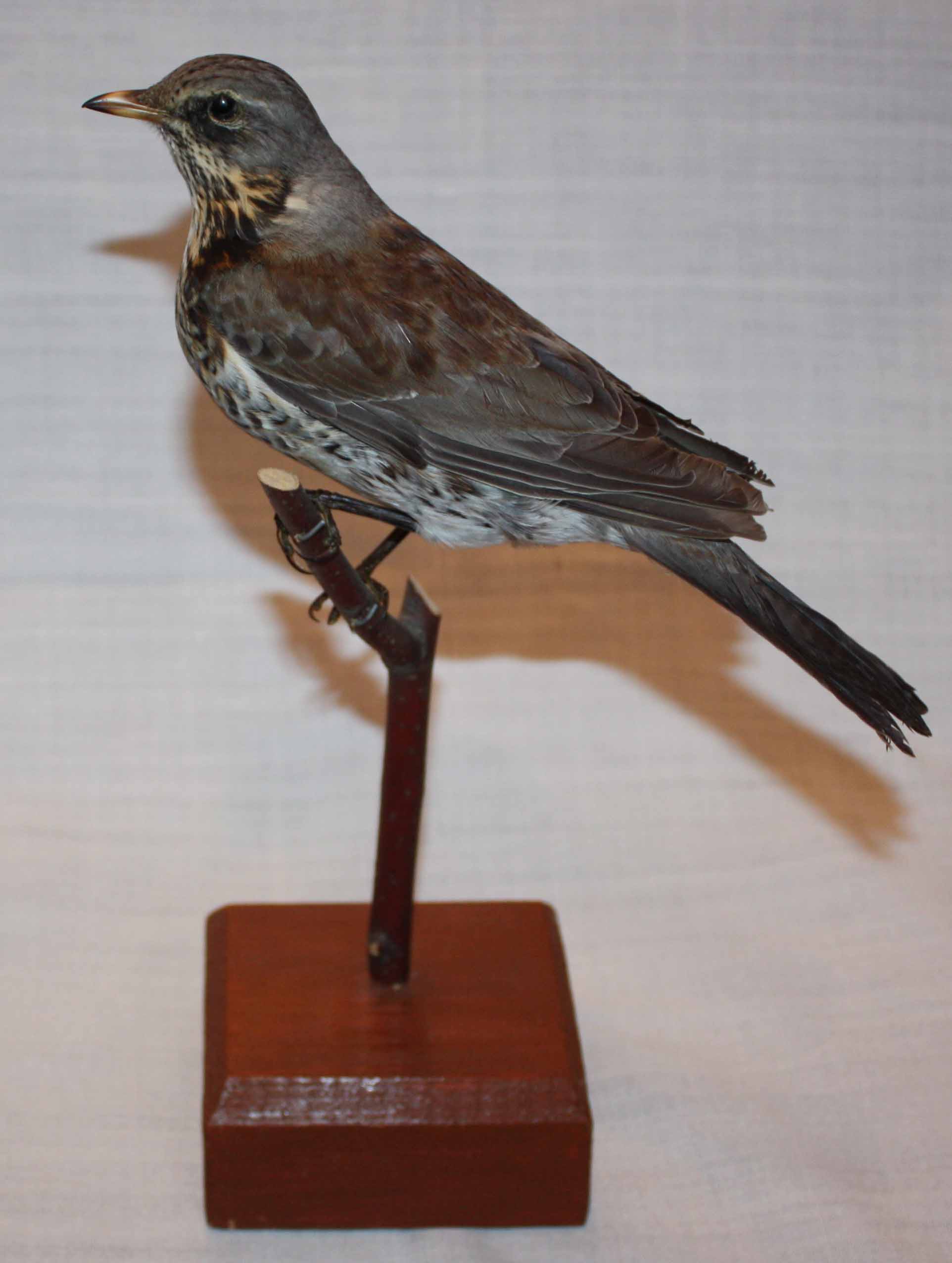 Чучело. Дрозд-рябинник (Turdus pilaris L)