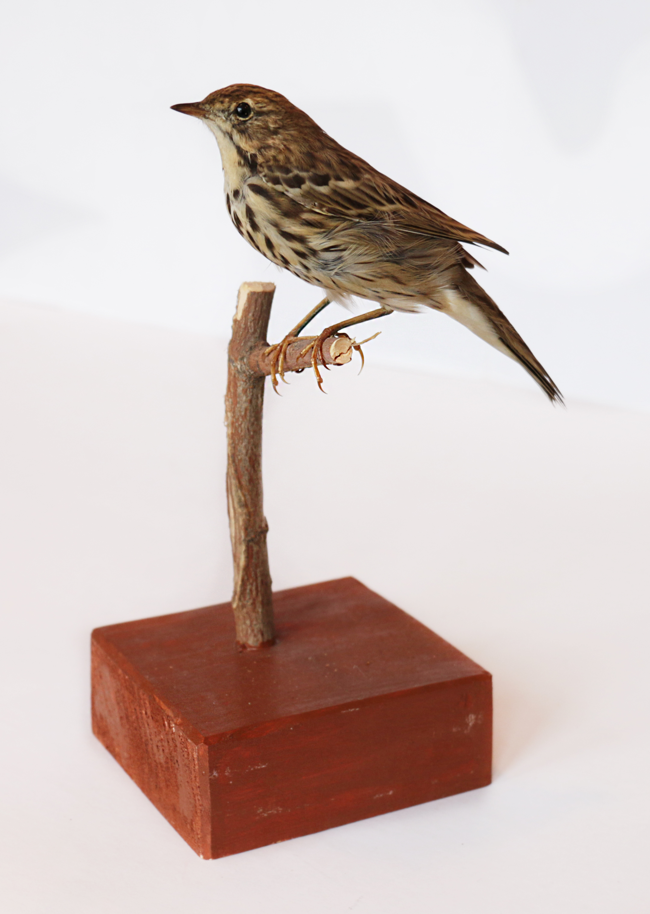 Чучело. Лесной конёк (Anthus trivialis L)
