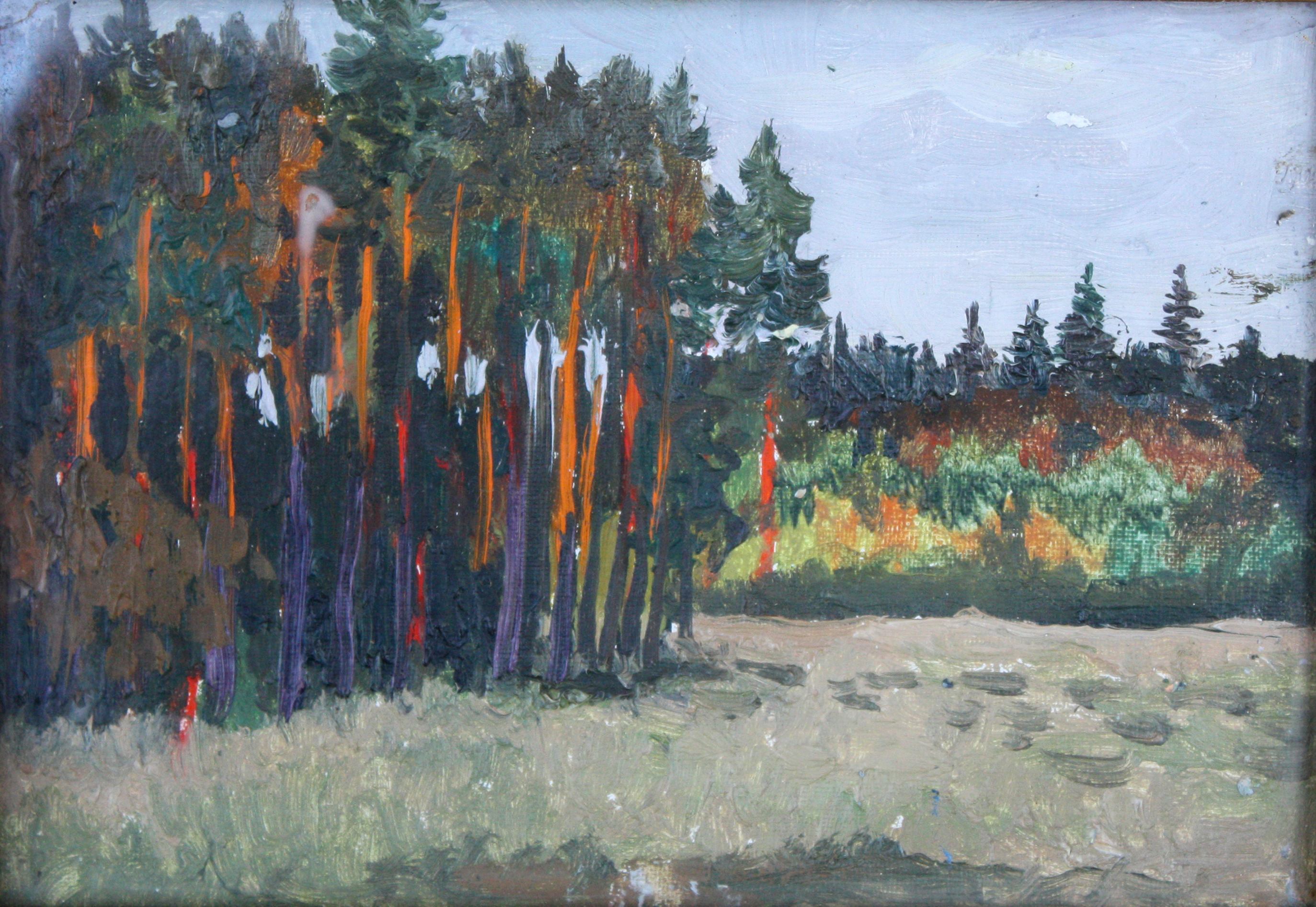 Сосны, освещенные солнцем. Лес.